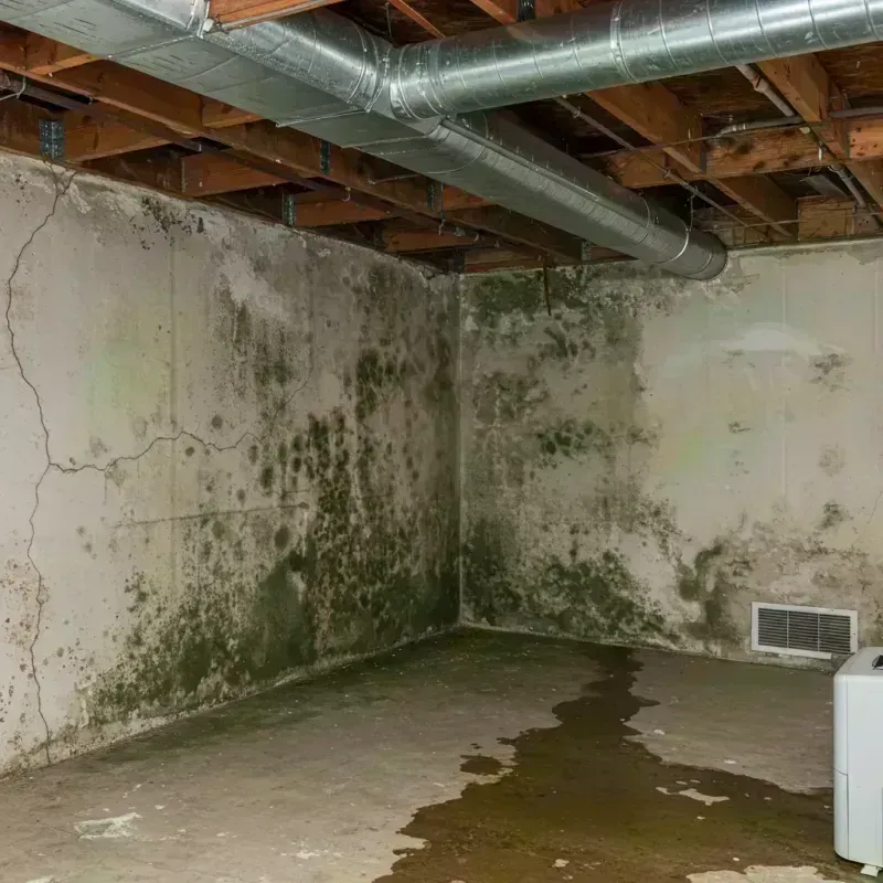 Professional Mold Removal in Manila, AR